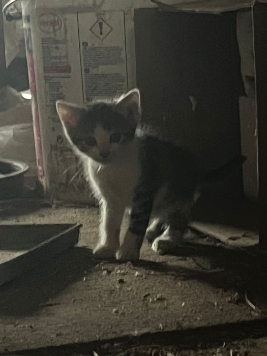 pui de pisica - donatie