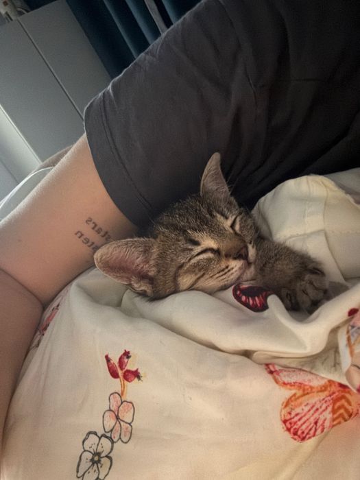 adoptie pui de pisic