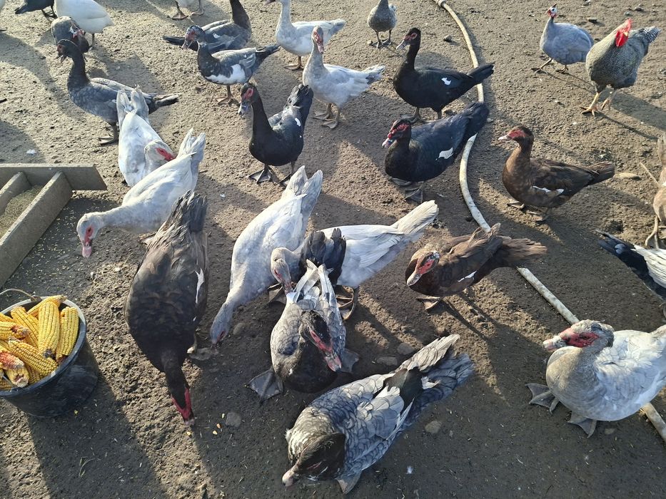 Vând  sau schimb rațe leșești.