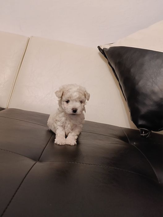 3 fetite bichon frise