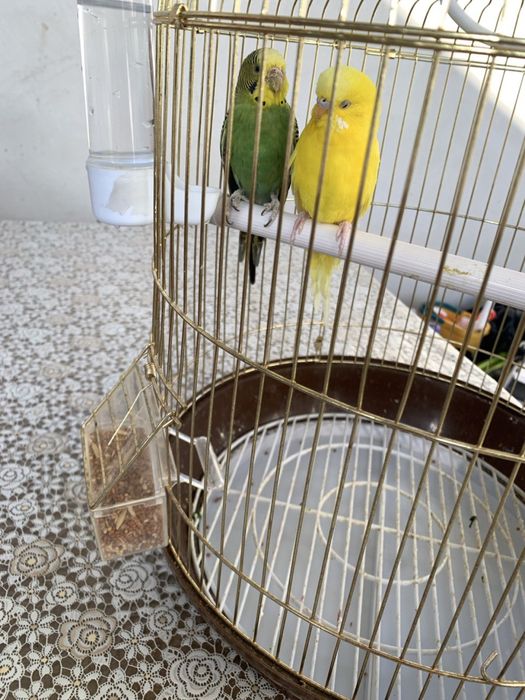 Продаются волнистые попугайи