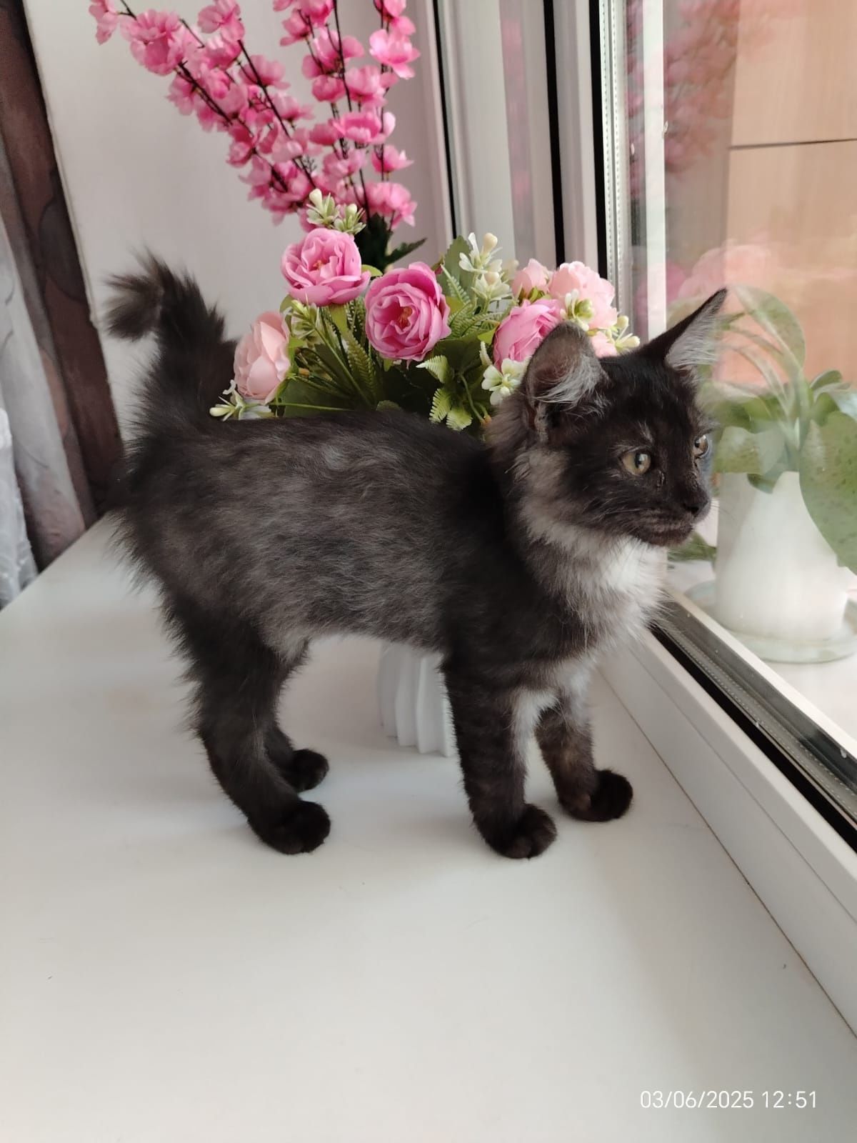 Котенок  девочка