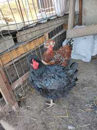 Oua găini incubat cu mot și metis Jersey Giant