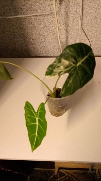 Алоказия Фрайдек