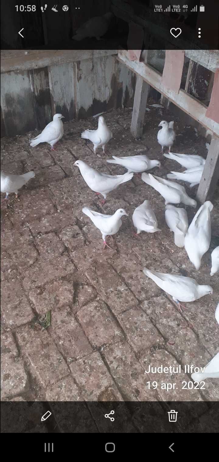 Porumbei Voiajori Albi