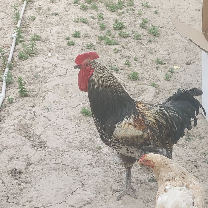 Активный здоровый Петух