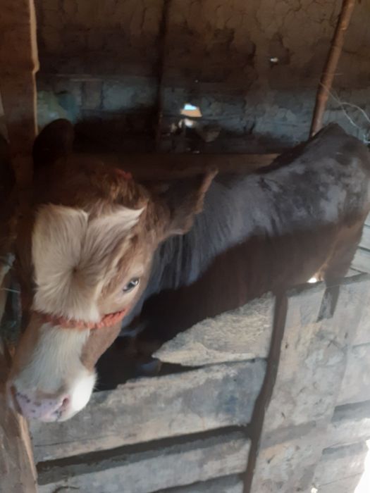 Vând vaca cu vitica