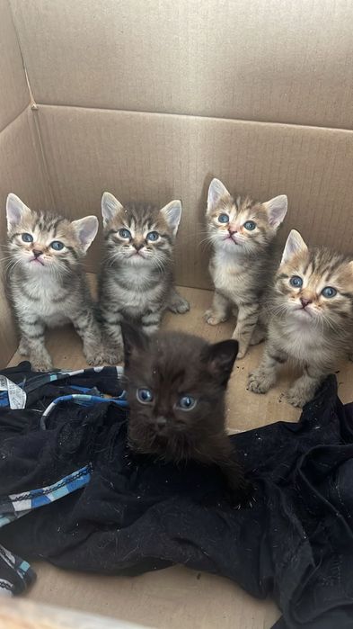 Отдам котят в добрые руки