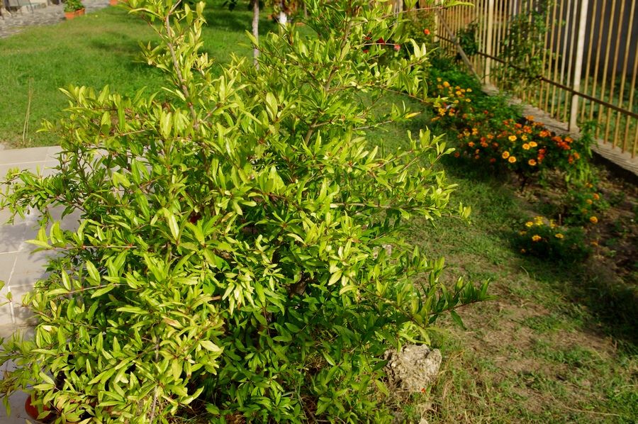 Нар. Аклиматизирани фиданки  .