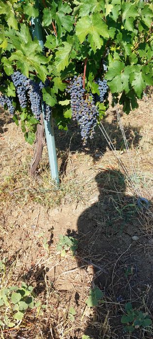 Vand struguri pentru vin alb și roșu din Dragasani, 2025