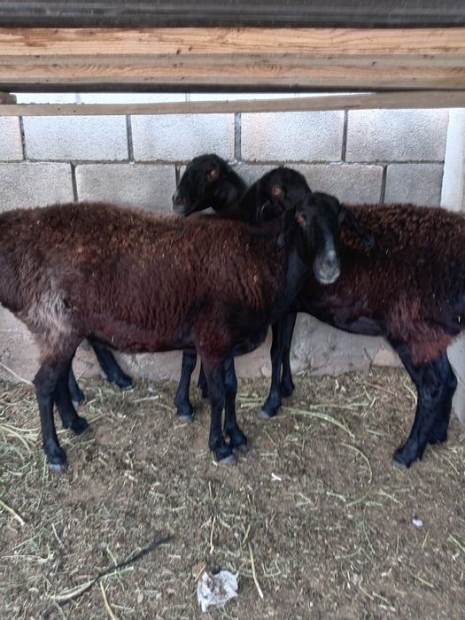 Ассалаумағалейкум осы бордакыда турган семыз койлар сойылады кг2400ден