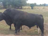 De vanzare taur autorizat rasa angus