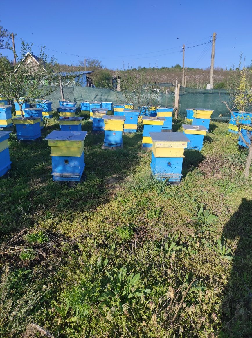 Пчелни отводки ДБ 2024г.и семейства
