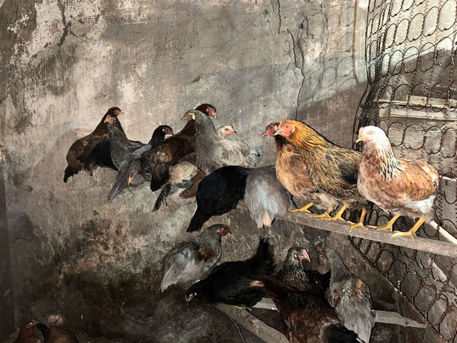 Продам домашних курей