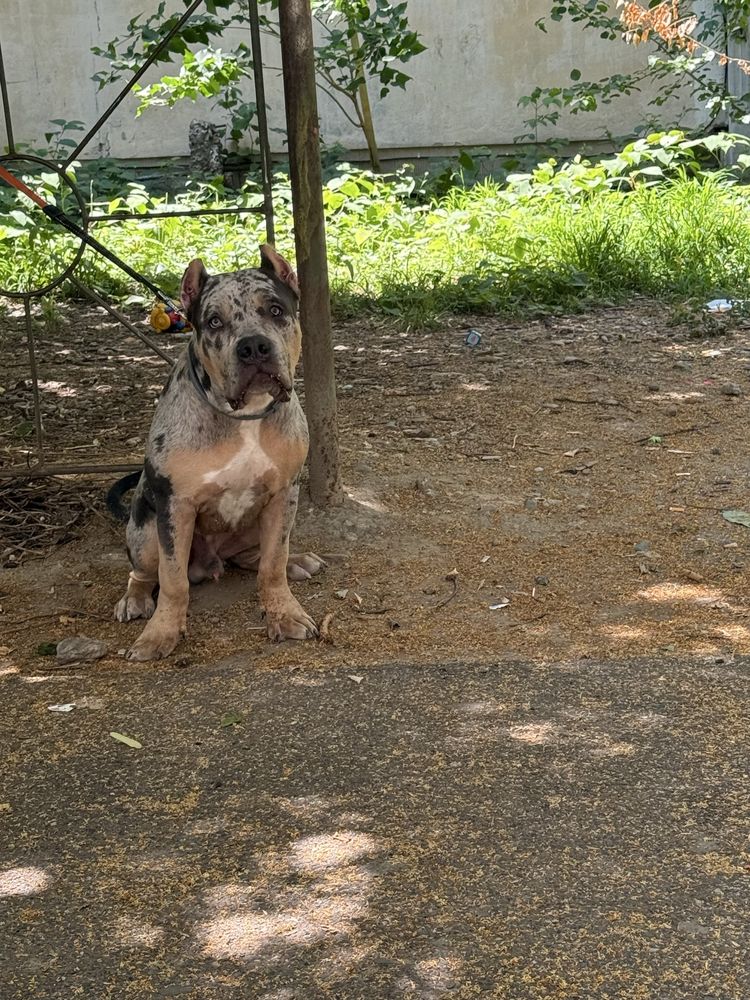 American Bully Blue Merle 7 luni mascul