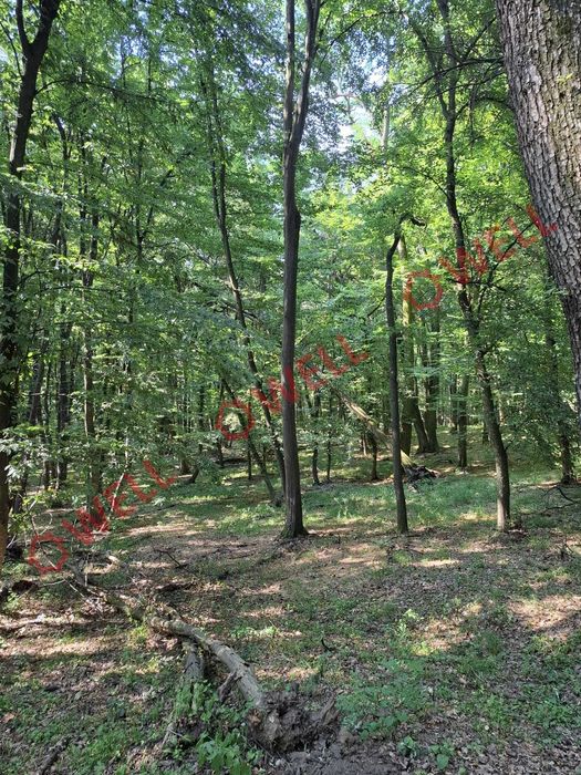 De vânzare: pădure mixtă de foioase, 7 ha, lângă Gogani