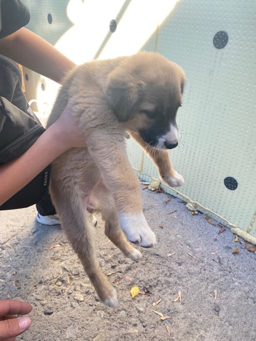 Щенок,игривый,звонок