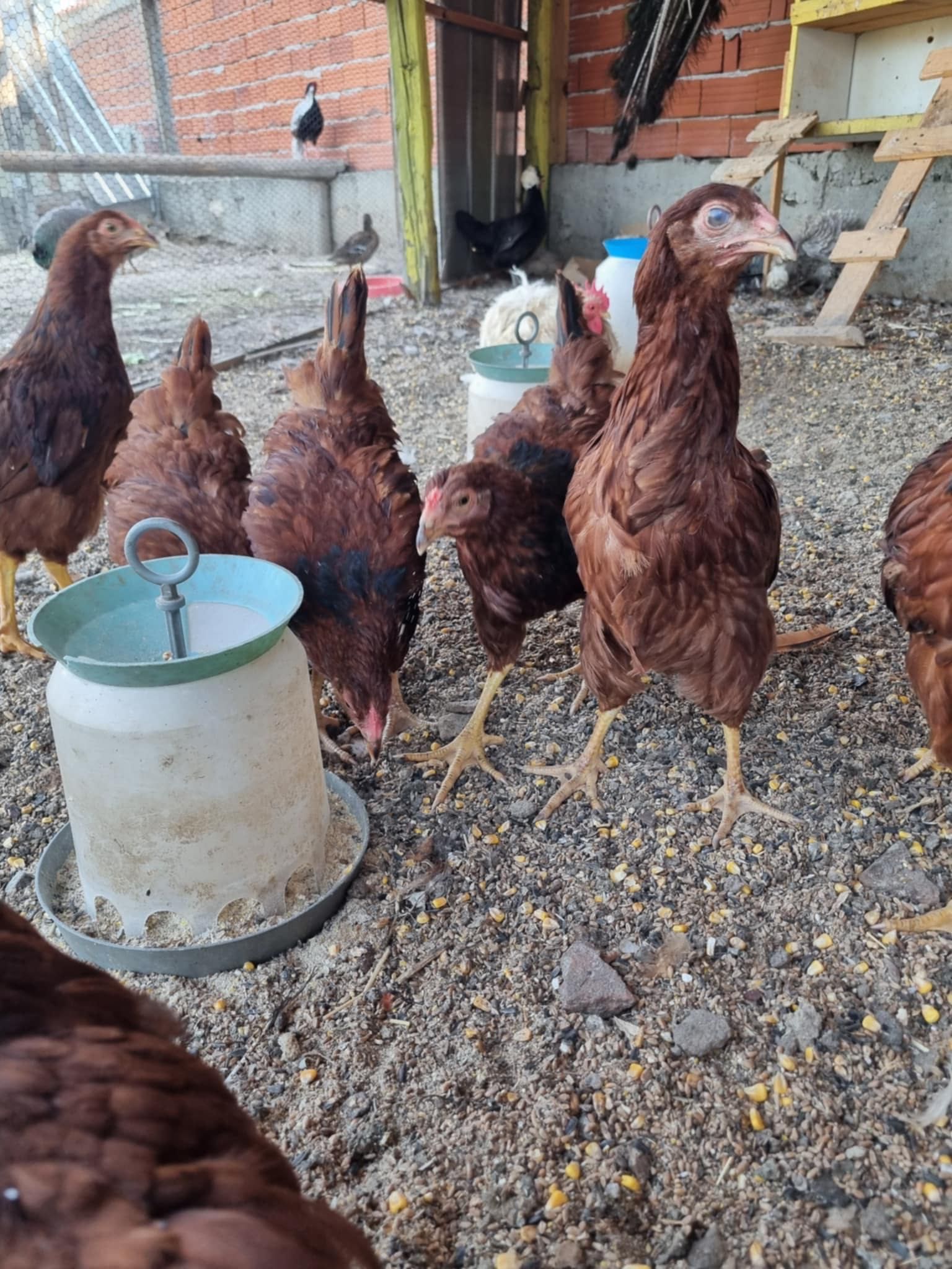 Червен Роуд Айлънд (Rhode Island Red)