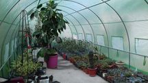 Solar/Sera Gradina tip tunel folie armată, teava galvanizata