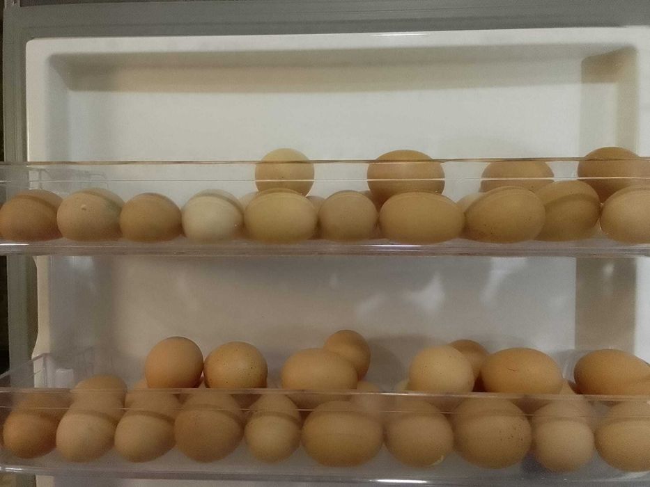 OUA de rate si gaini crescute libere in curte