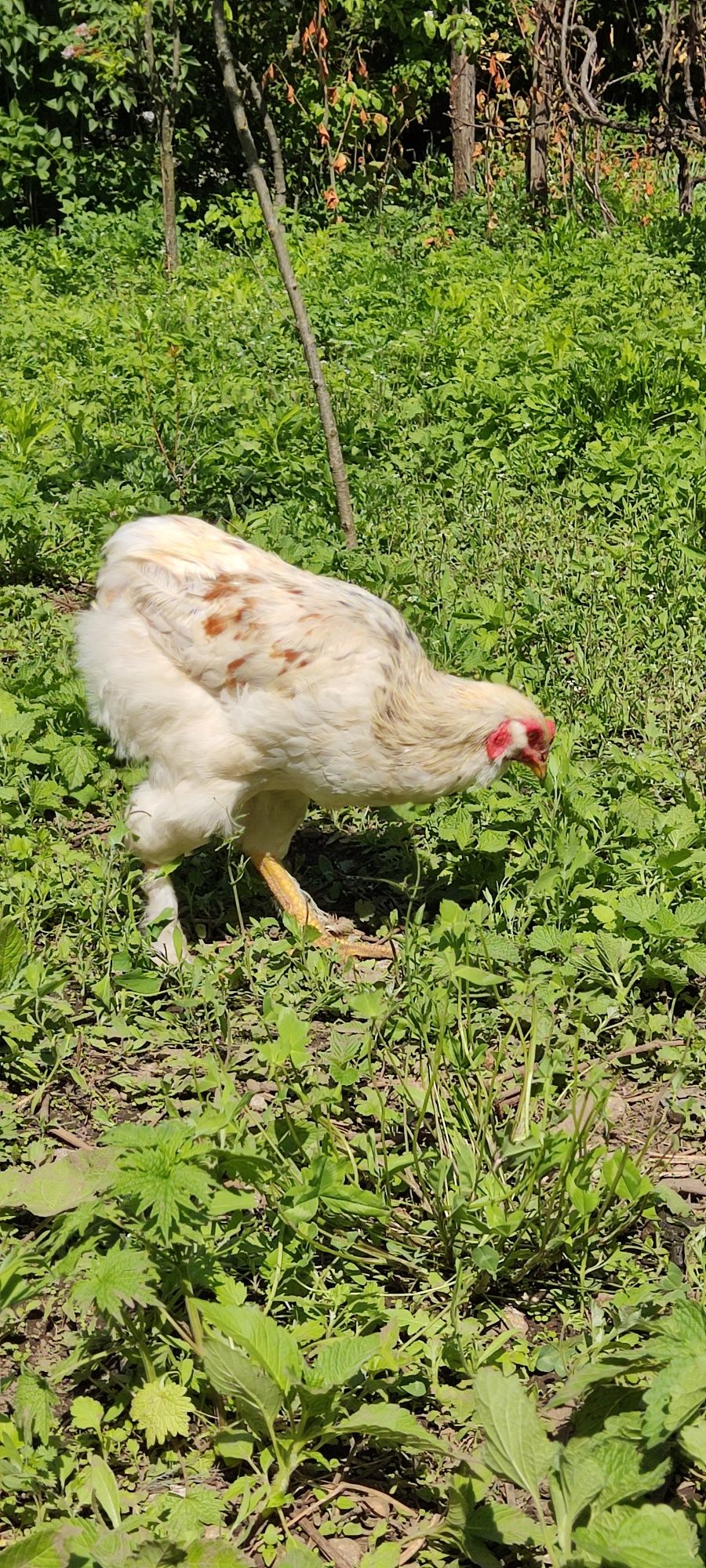 Cocoș corcitura de araucana