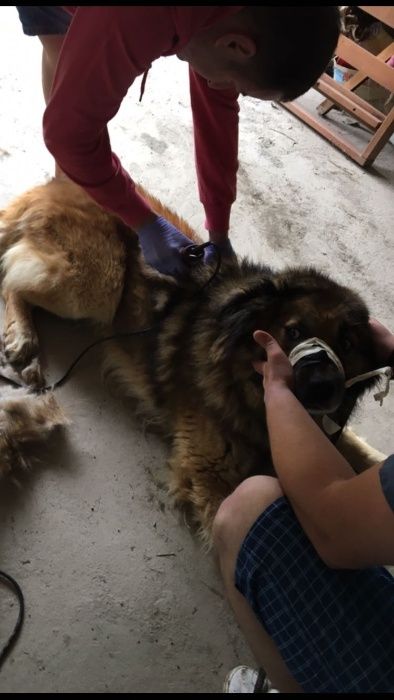 Tund / tuns caini la domiciliu inclusiv talie mare si uriasa