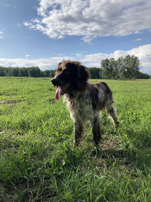 Вязка кабель Русский спаниель