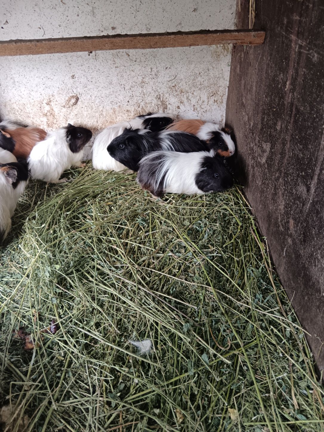 Vând porcușori de Guineea cu vârsta de o lună. Mănâncă aproape orice ș