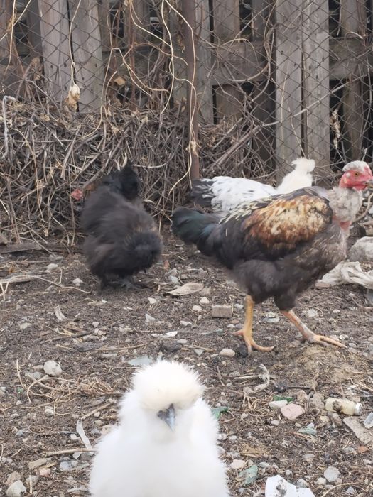 Домашный куры и петухи