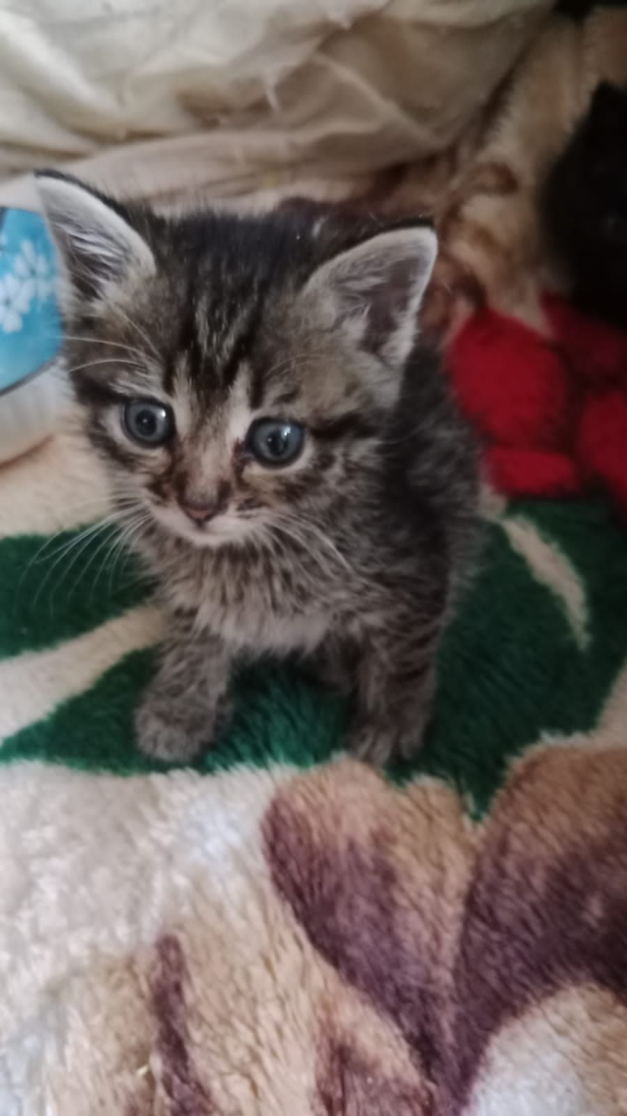 Котята бесплатно