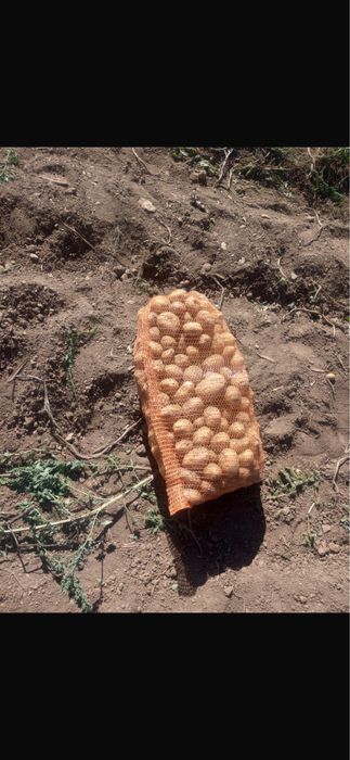 Vand cartofi  consum 5 tone