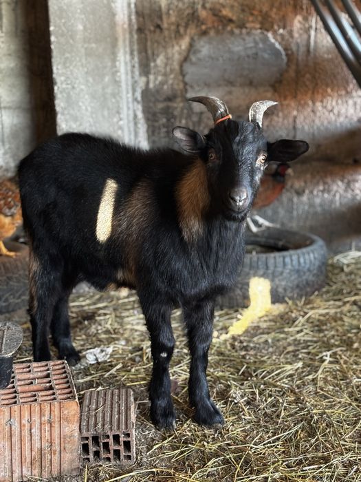 Schimb pereche  capre