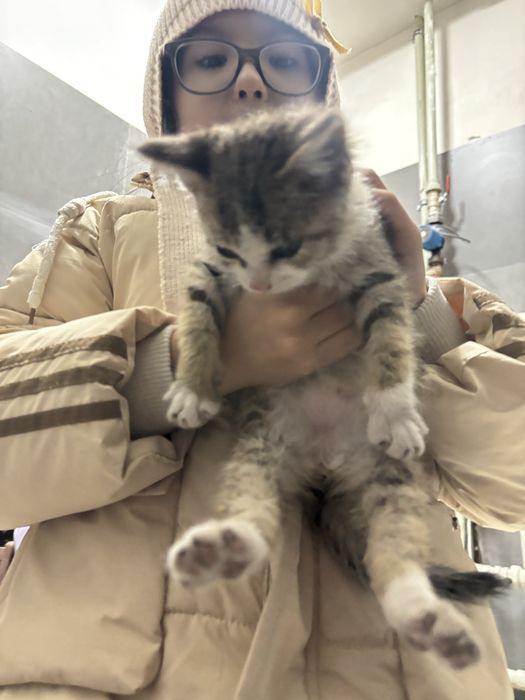 Отдам котят в добрые руки