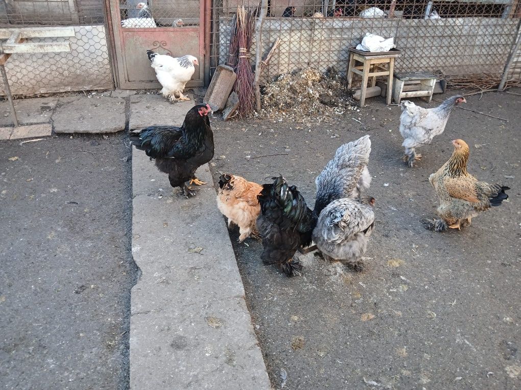 Vând cocoși gaini ,gaini brahma !