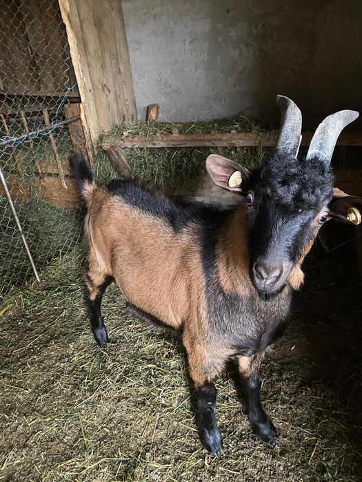 Vând țap alpin francez