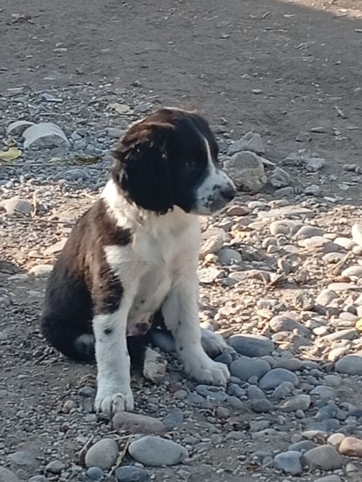 Продам щенков русского спаниеля