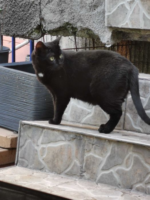 Pisici pentru adoptie