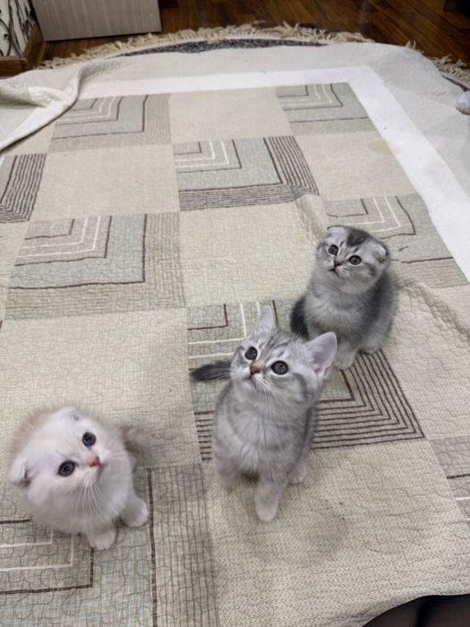 Мушук сотилади ок-2млн коган скотиш страйт(серый) 1,5 млн