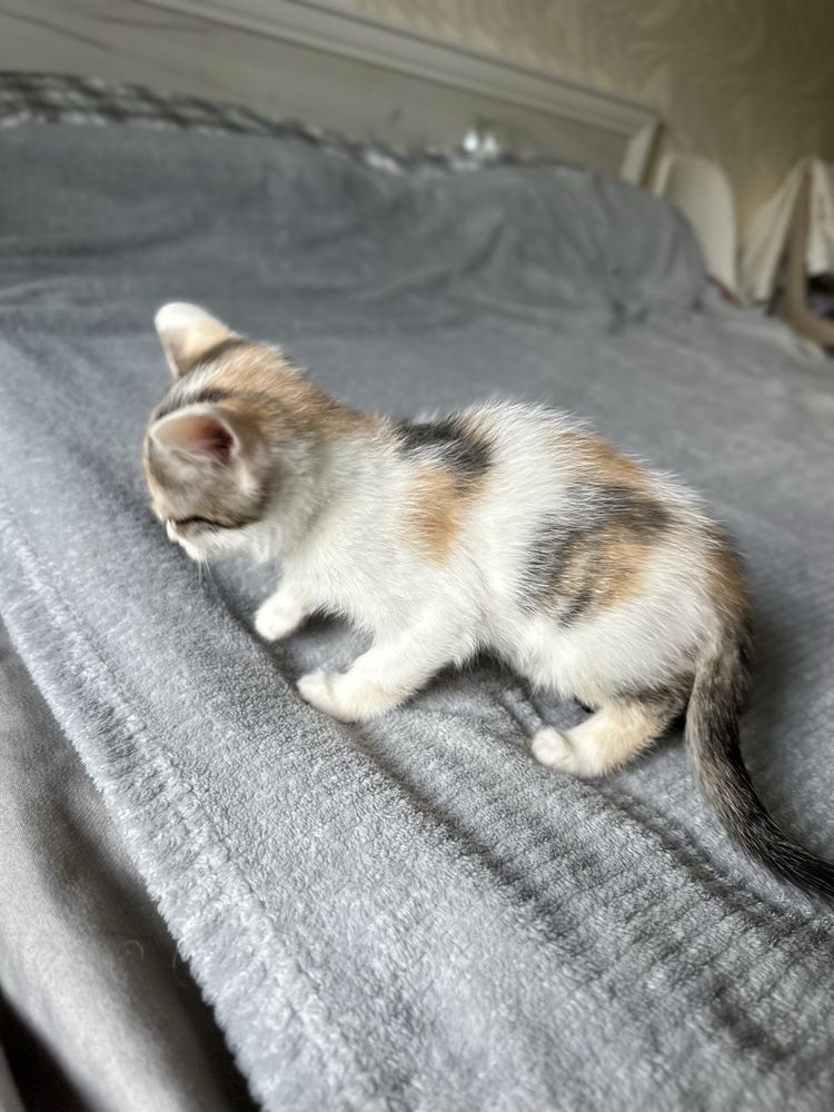Котята в поисках дома