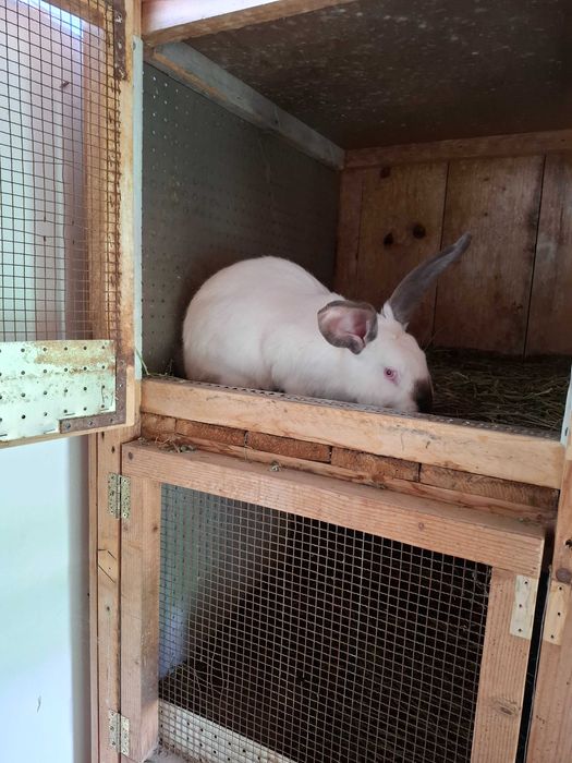 Uriaș de Transilvania