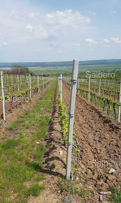 Spalieri fabricati din Beton ideali pentru Vita de Vie sau imprejmuiri