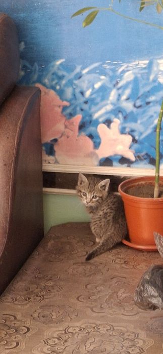 Mushuk (котёнок]