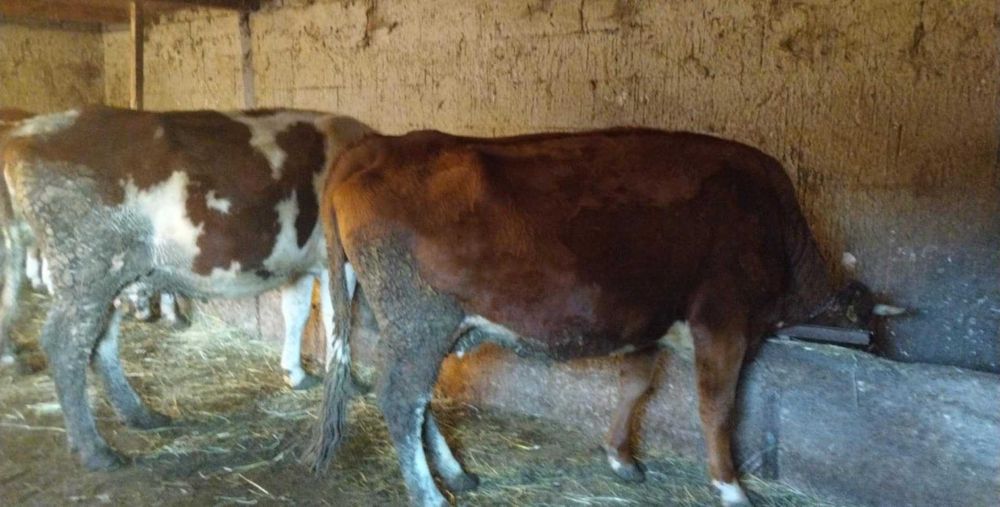 Vând doua vaci gestante