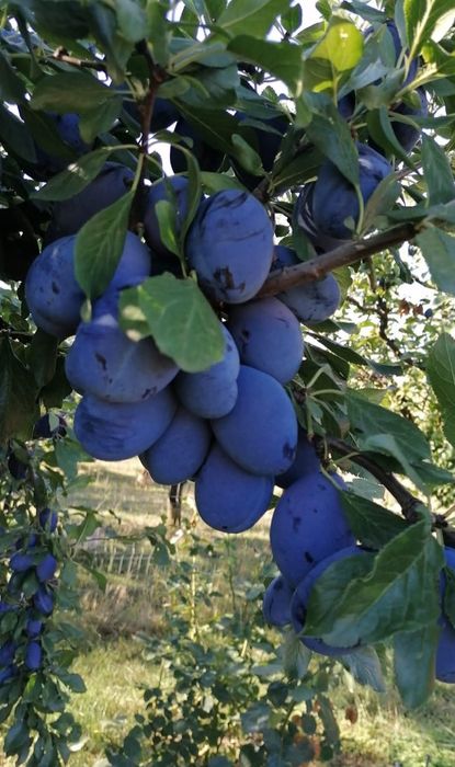 Prune pentru consum.