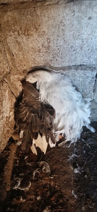 Pereche gâște crețe