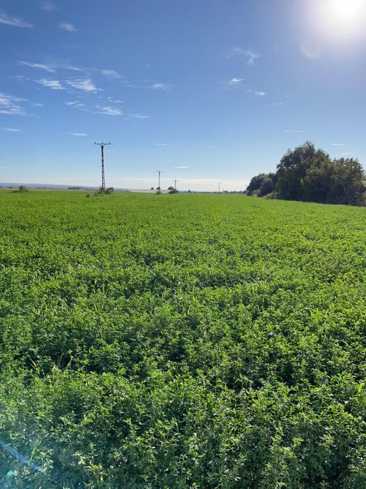 Vând baloti de lucerna Coasa 5