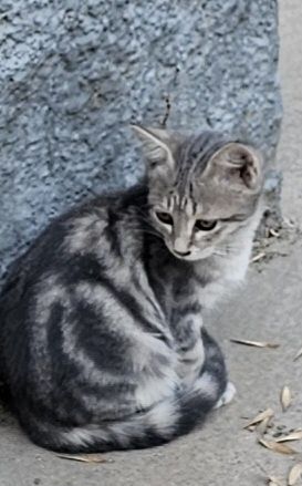 Котята бесплатно