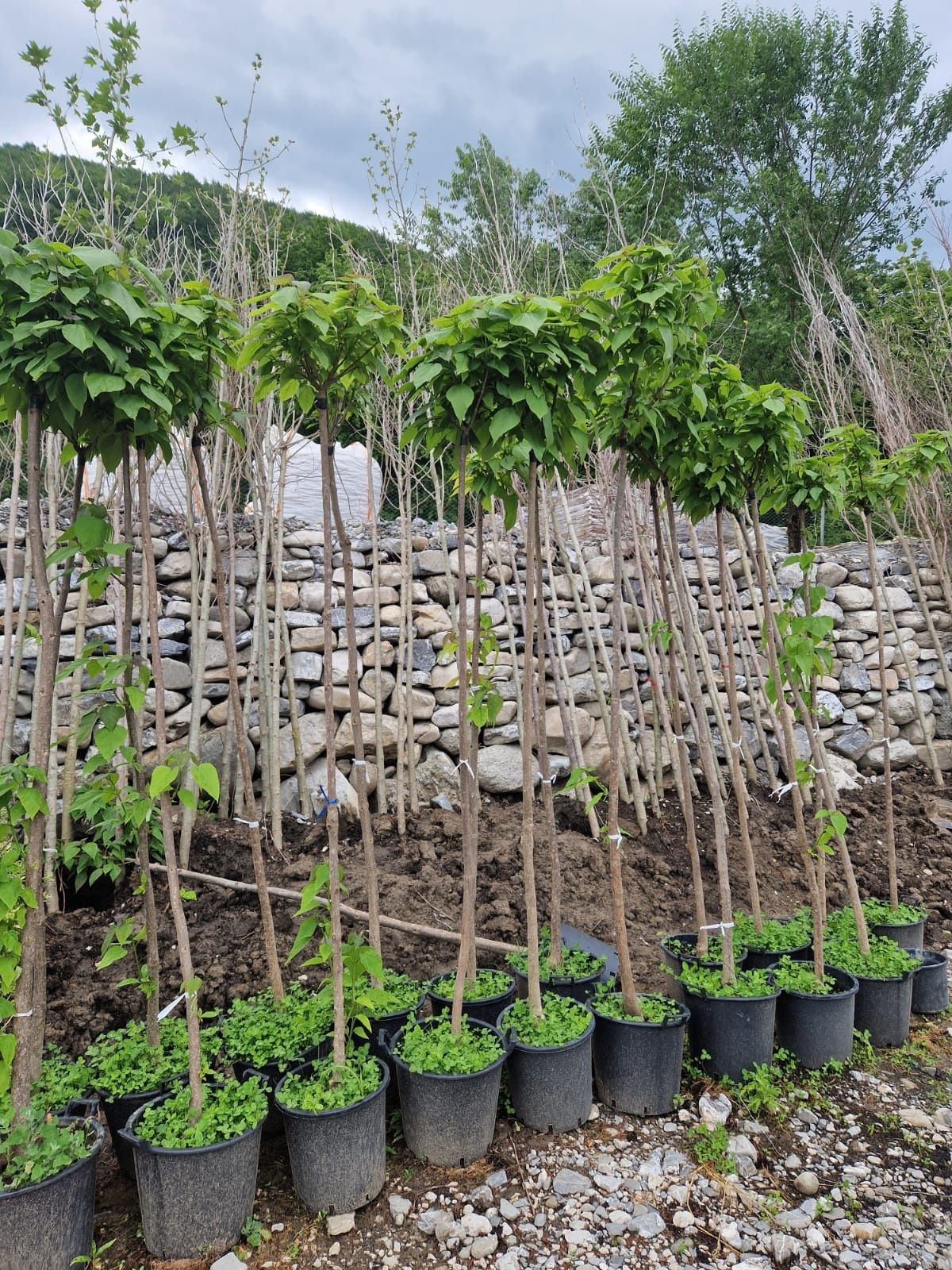 Catalpa  plante  ornamentale