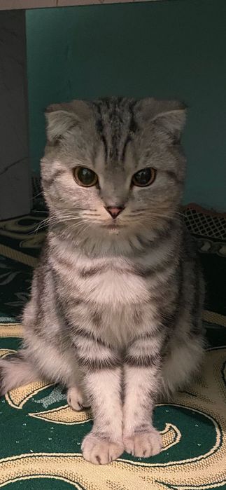 шотландский вислоухийи, прямоухий