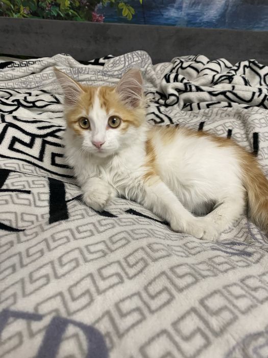 Отдам котенка в добрые руки